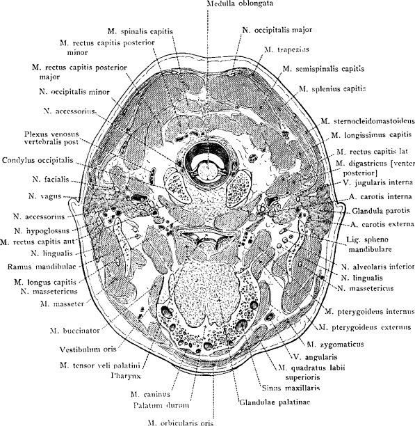 头部穿过硬腭的横截面图片下载