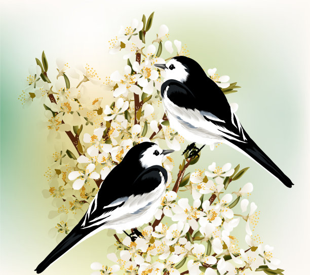 两只黑白相间的鸟停在树枝上图片下载