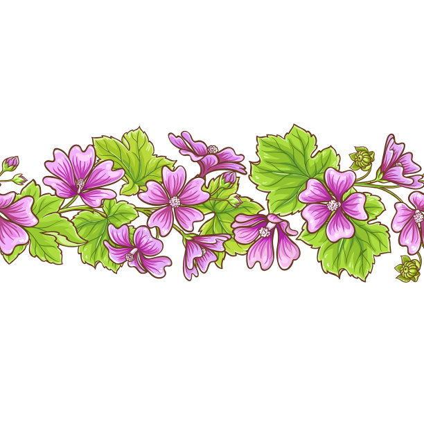 锦葵框架图片下载