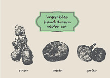 蔬菜手绘集姜土豆图片下载
