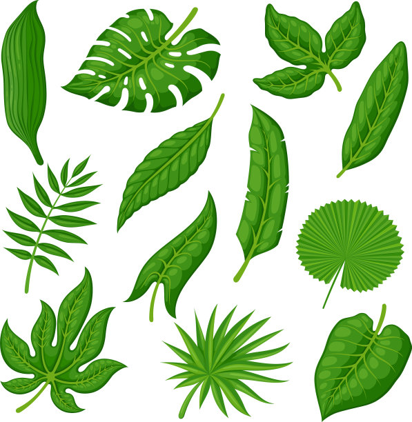 热带棕榈叶图片下载