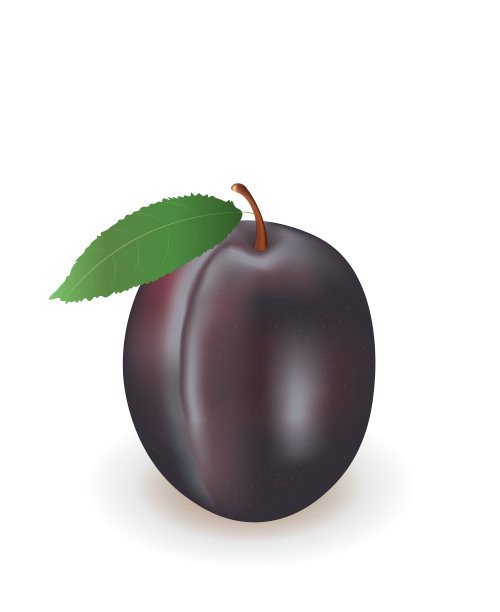 白底梅花图片下载