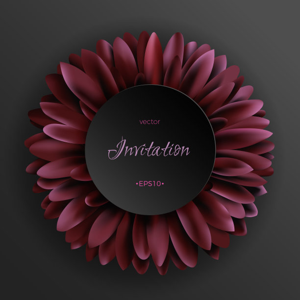 黑色背景上的深红非洲菊花图片下载