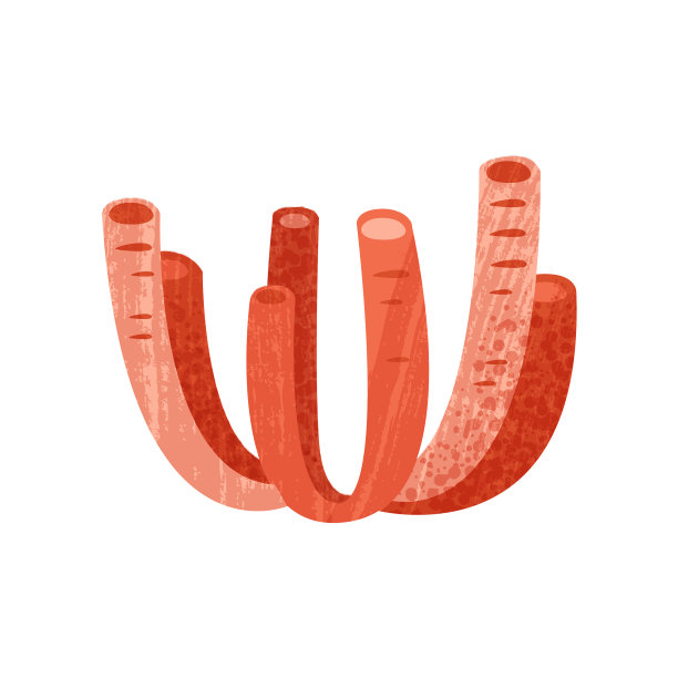 亮红色管珊瑚海洋无脊椎动物图片下载