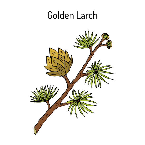 金落叶松药用图片下载