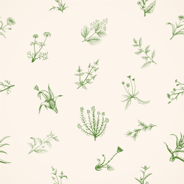 手绘药用植物素描图片下载