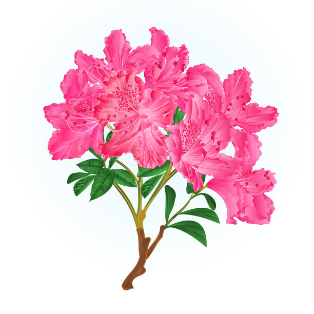 粉红色杜鹃花枝，山地灌木佳酿图片下载