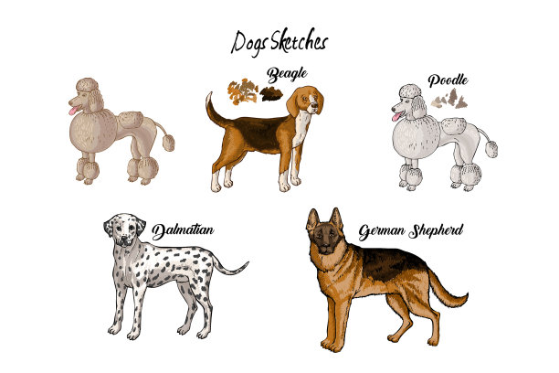 狗素描集不同品种的狗图片下载