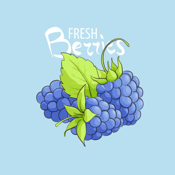 新鲜的甜黑莓图片下载