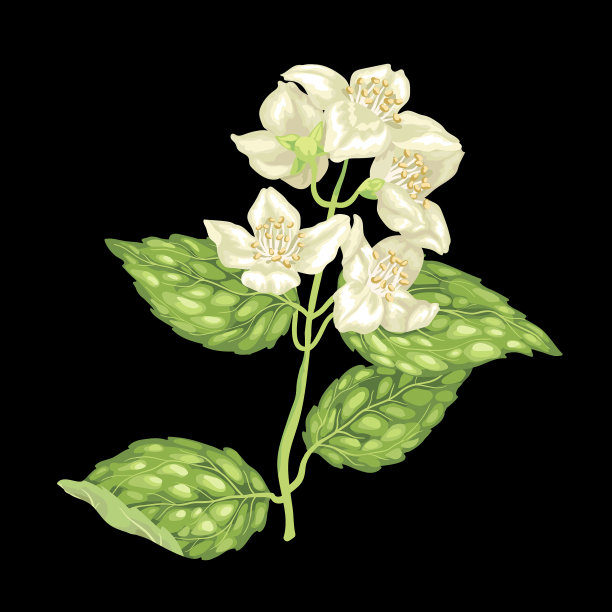 茉莉花枝上的图案为黑色图片下载