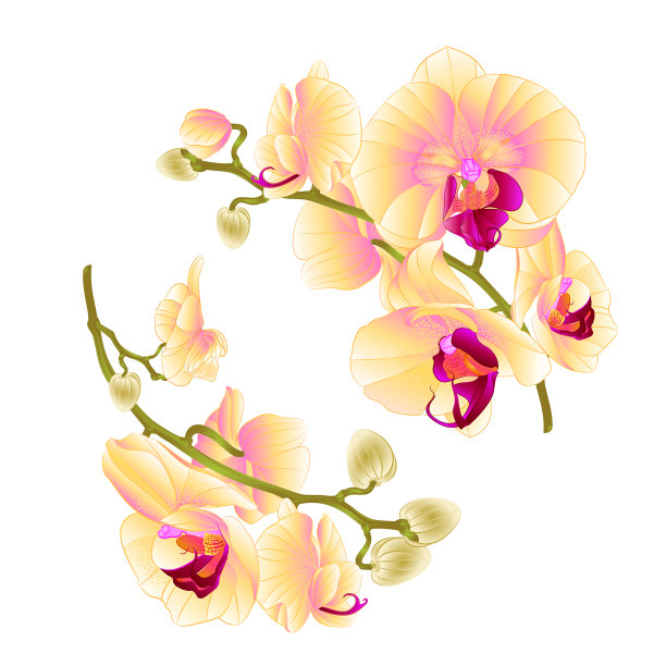 枝，兰花，黄花，热带植物图片下载