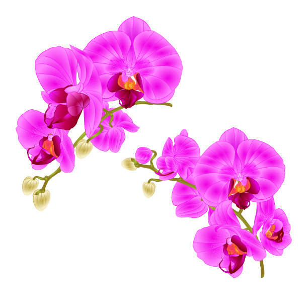 枝，兰花，紫色花，热带植物图片下载