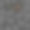 新鲜的甜樱桃图片下载