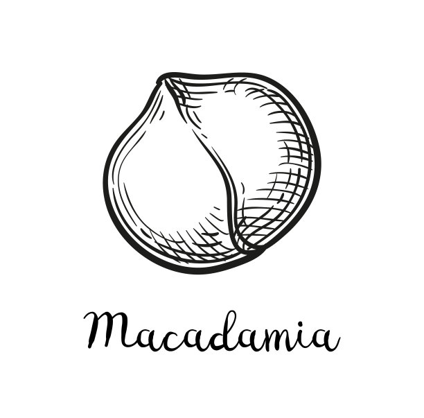 澳洲坚果的墨水素描图片下载