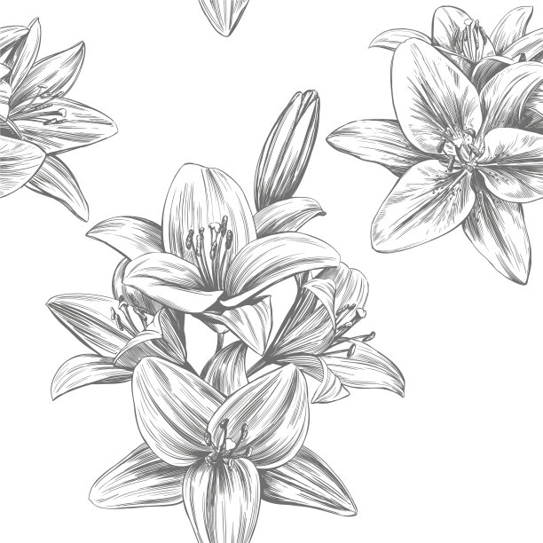 盛开的百合花手图片下载