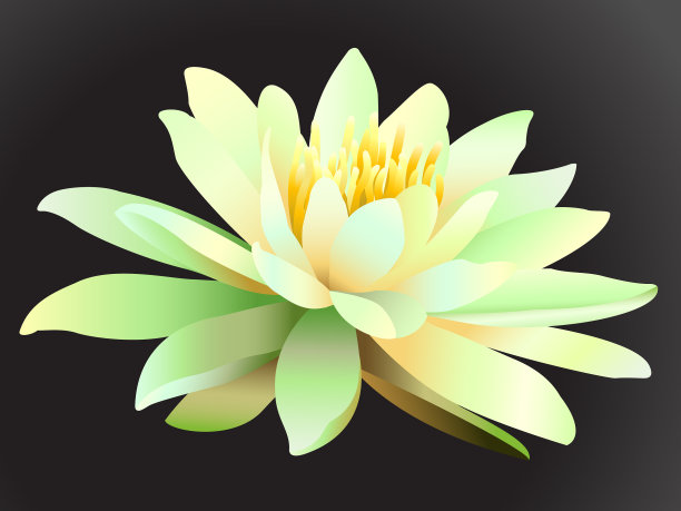 莲花在黑暗的背景图片下载