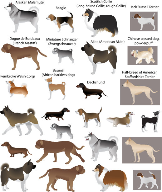 狗狗秀图片下载