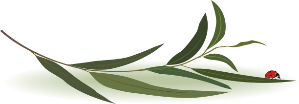 瓢虫和桉树图片下载