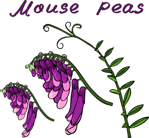 开花的树枝上有一朵花，老鼠，豌豆和一个图片下载