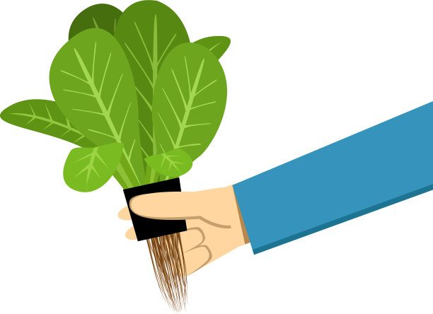 农民展示水培蔬菜在白色图片下载