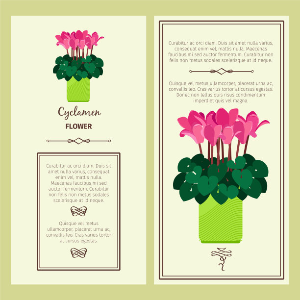 仙客来花在花盆横幅图片下载