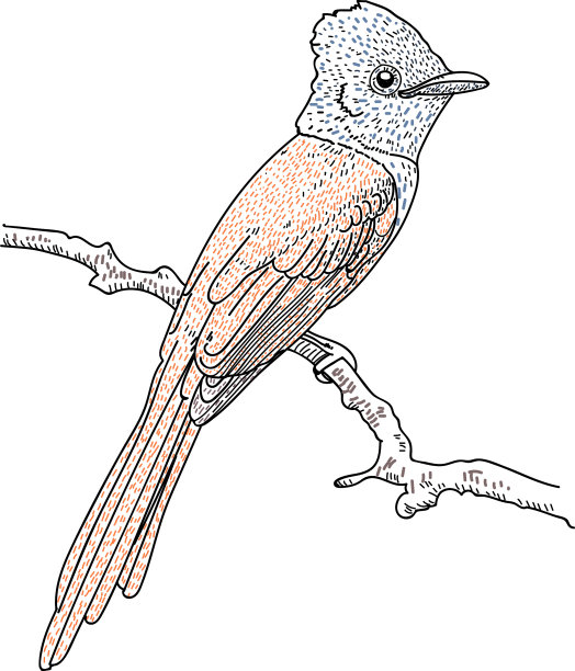 手绘的鸟图片下载