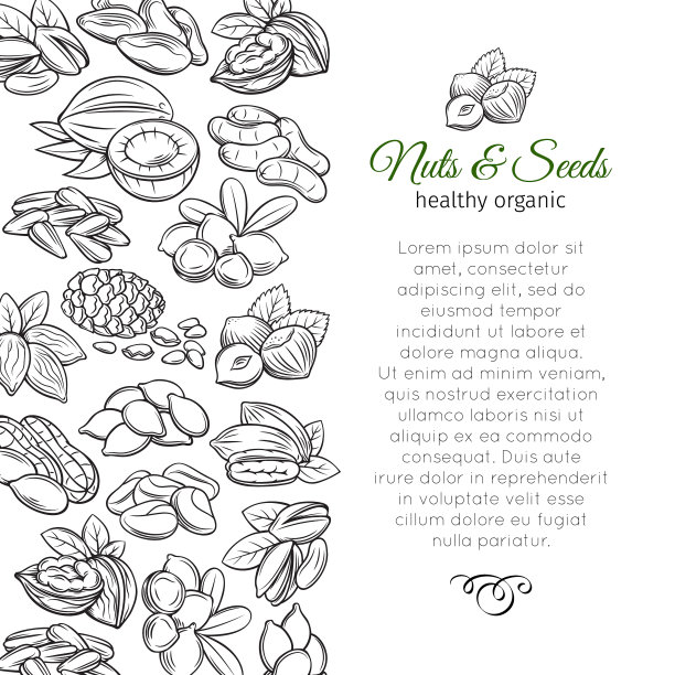 手绘坚果和种子素描图片下载