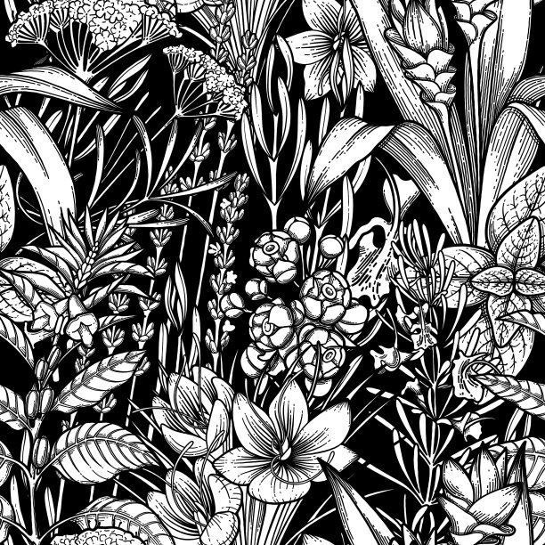 图形香草和香料图片下载