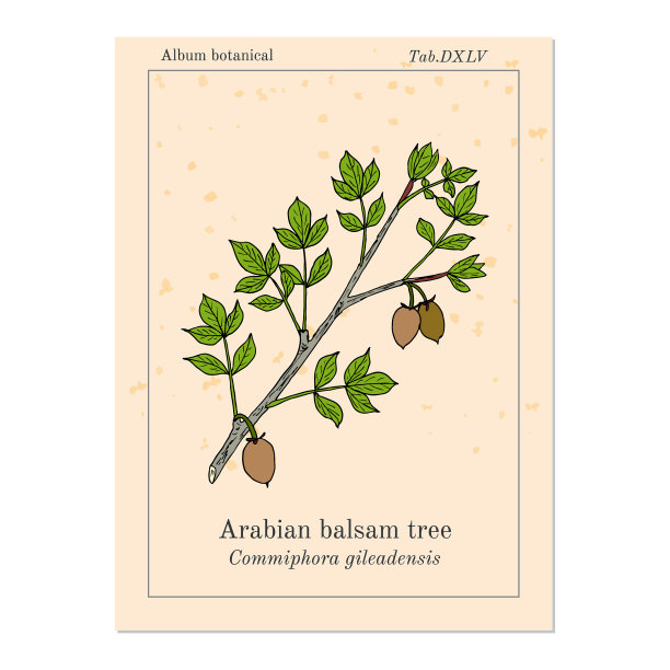 吉林阿拉伯香脂树图片下载