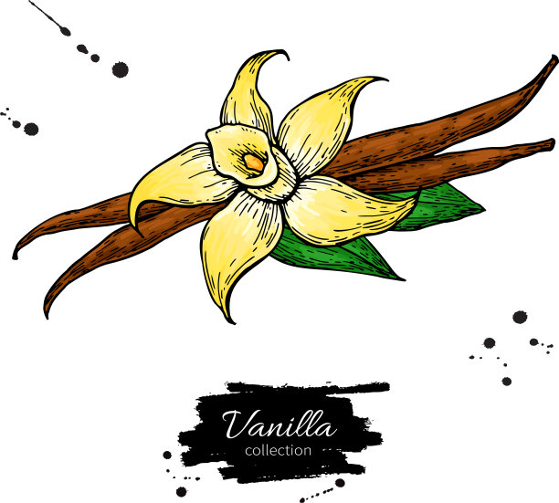 香草花和豆棒手绘手图片下载