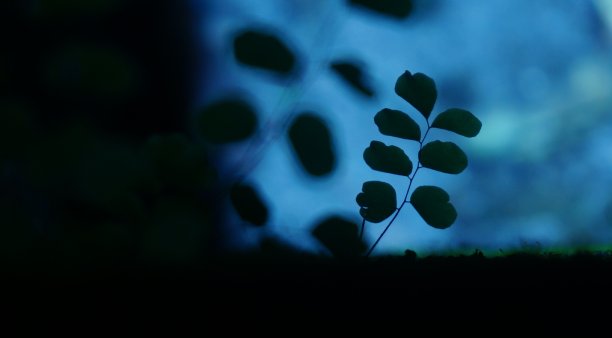 花园中没有花的树叶或树木的剪影图片下载