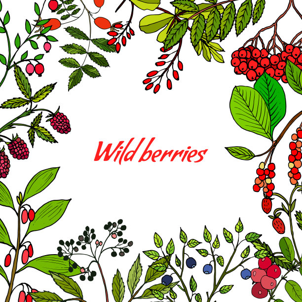 野生浆果集图片下载