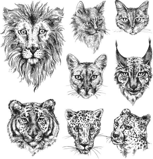 收集不同的猫图片下载