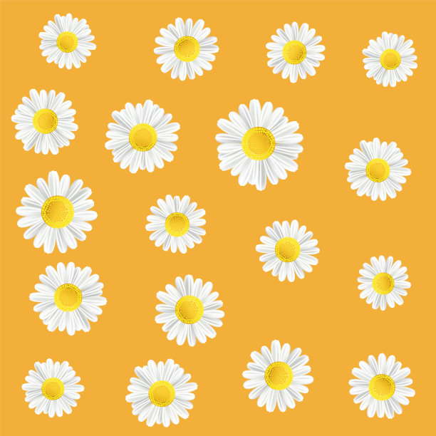 有洋甘菊的夏季草地花朵图片下载