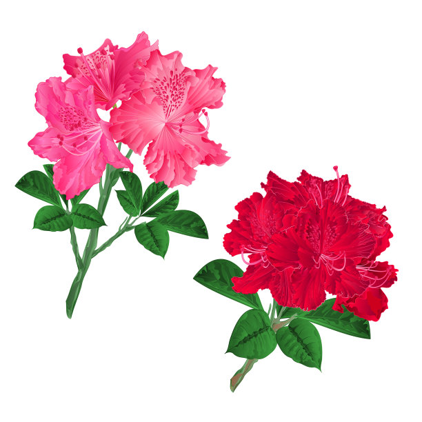 枝上有粉红色和红色的杜鹃花图片下载