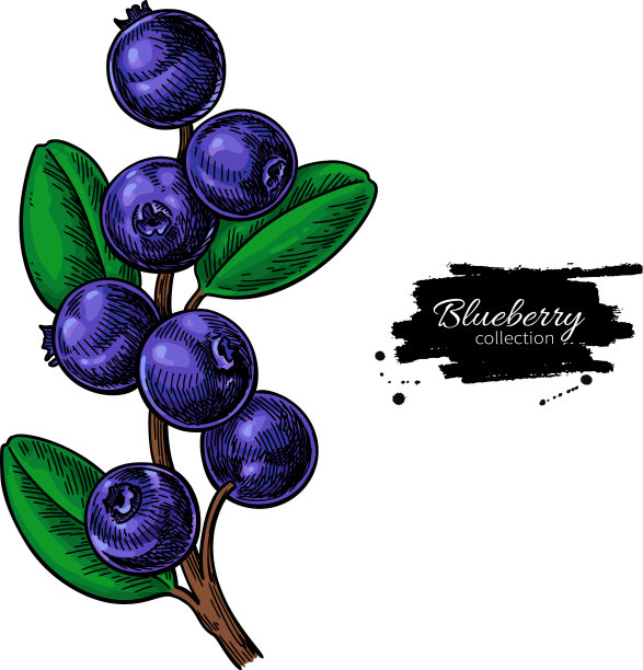 蓝莓吸孤立的浆果枝图片下载