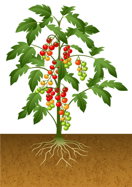地下有根的樱桃番茄植株图片下载