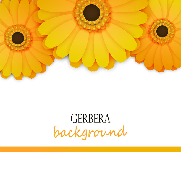 花背景与黄色非洲菊图片下载