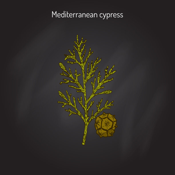 柏树小枝图片下载