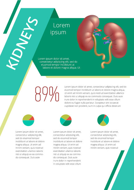 人体内部器官信息图肾脏图片下载