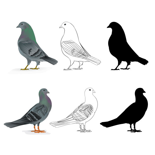 鸽子携带家养的运动鸟图片下载