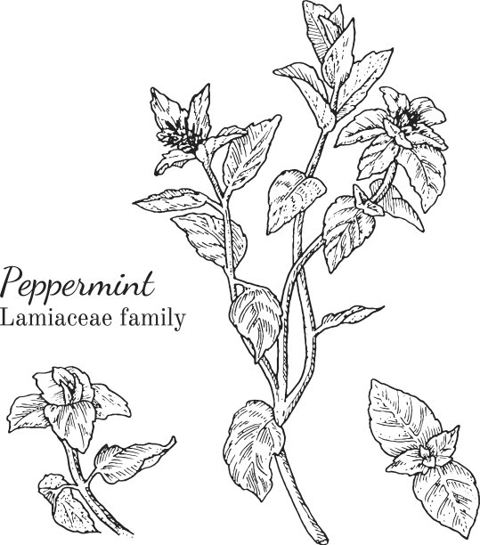 墨水薄荷手绘草图图片下载