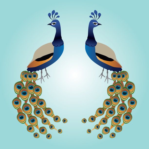 两个孔雀图片下载