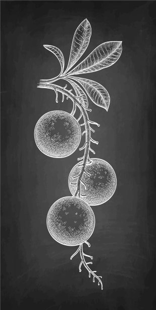 巴西坚果粉笔素描图片下载