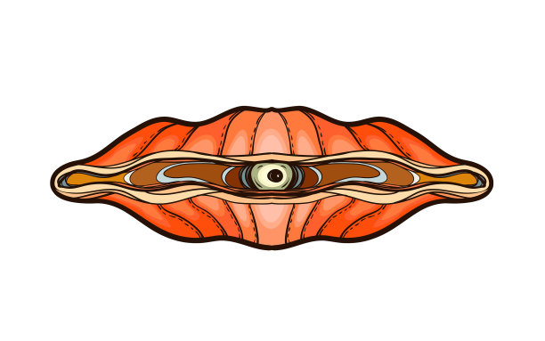 打开牡蛎，珍珠孤立在白色图片下载