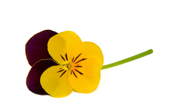 角紫罗兰图片下载