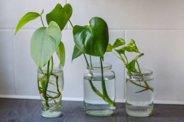 植物传播图片下载