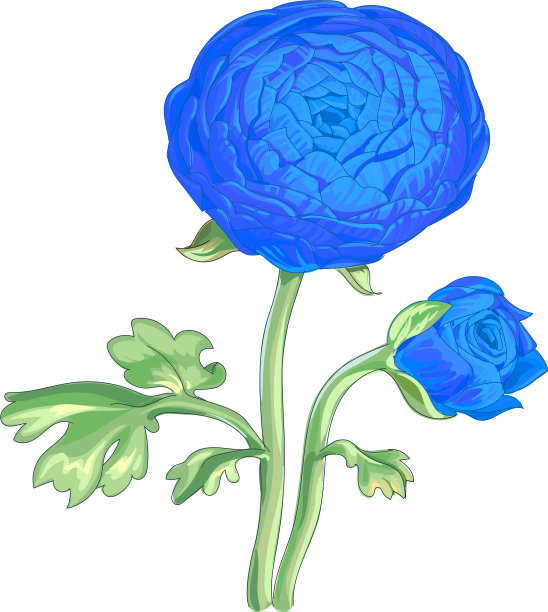 美丽的蓝色花牡丹孤立在白色图片下载