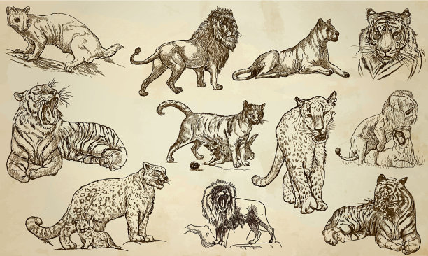 猫-一个手绘包装线艺术图片下载