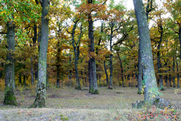 秋天的森林图片下载